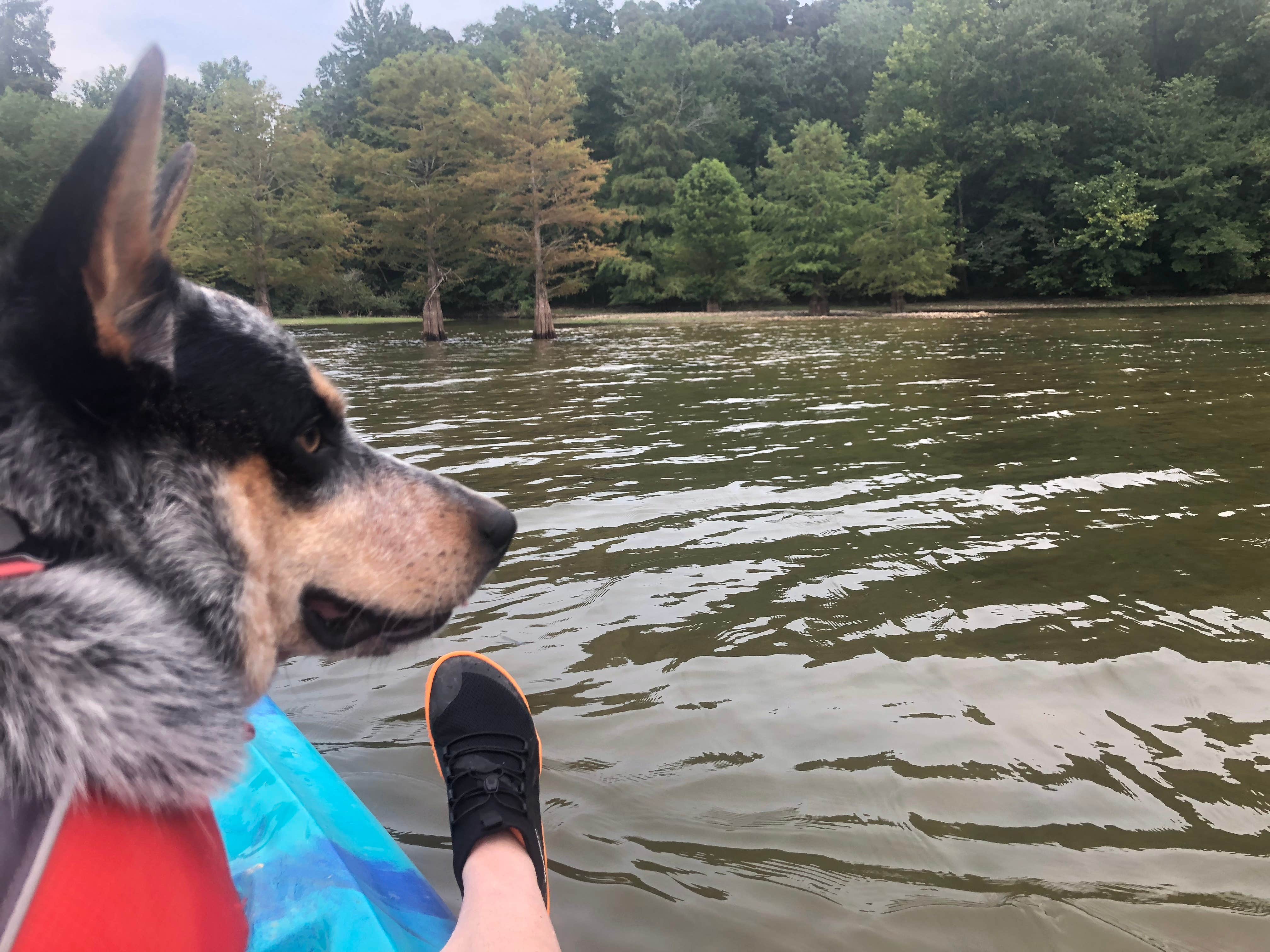 Camper-submitted photo at Ginger Bay Basic Camping Area near Bumpus Mills, TN