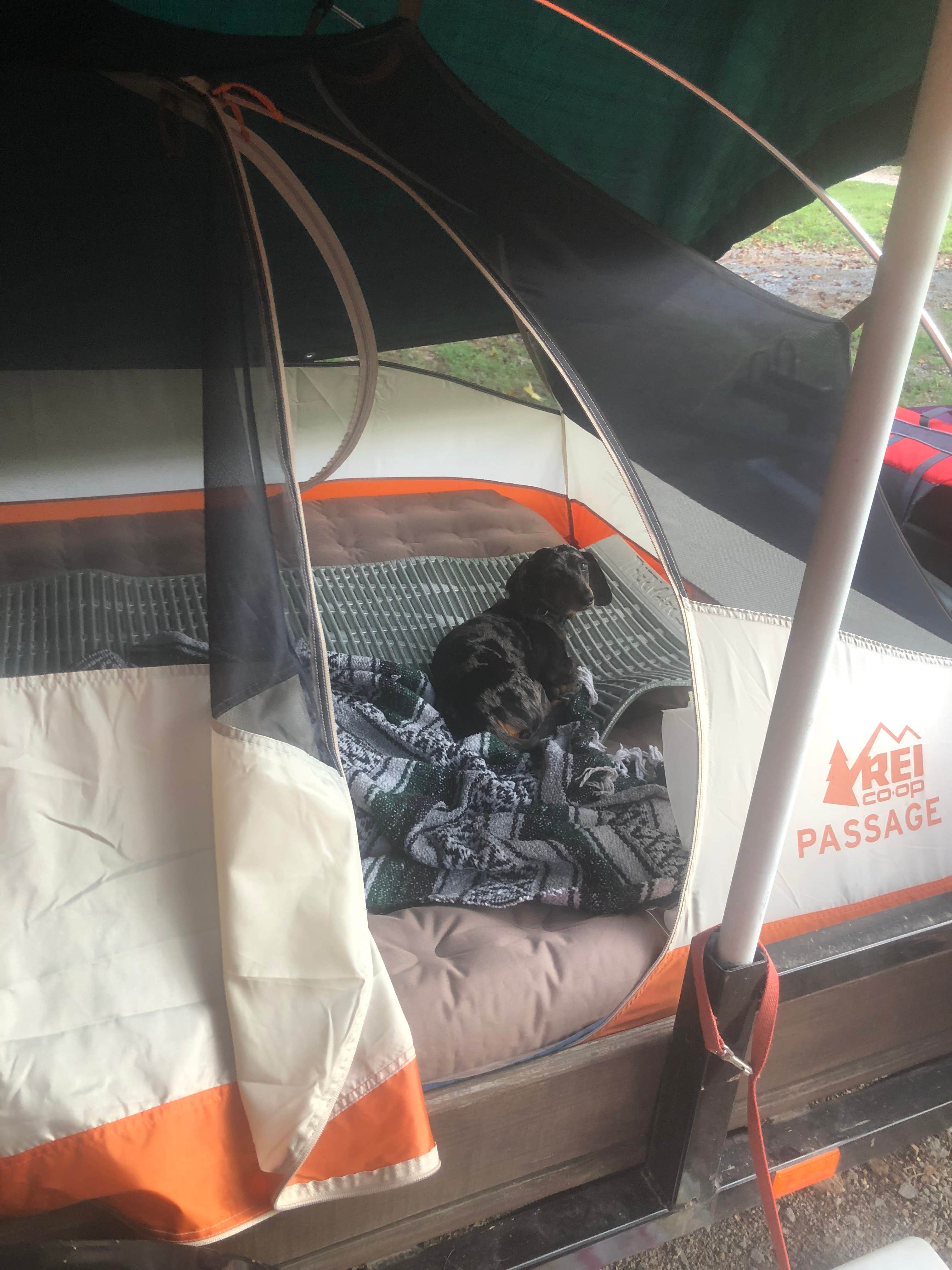 Shelly S.'s photo of camping with pets at Ginger Bay Basic Camping Area near Buchanan, TN