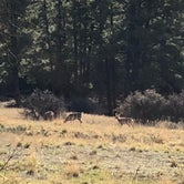 Review photo of Ute Campground by Brooke C., August 14, 2018