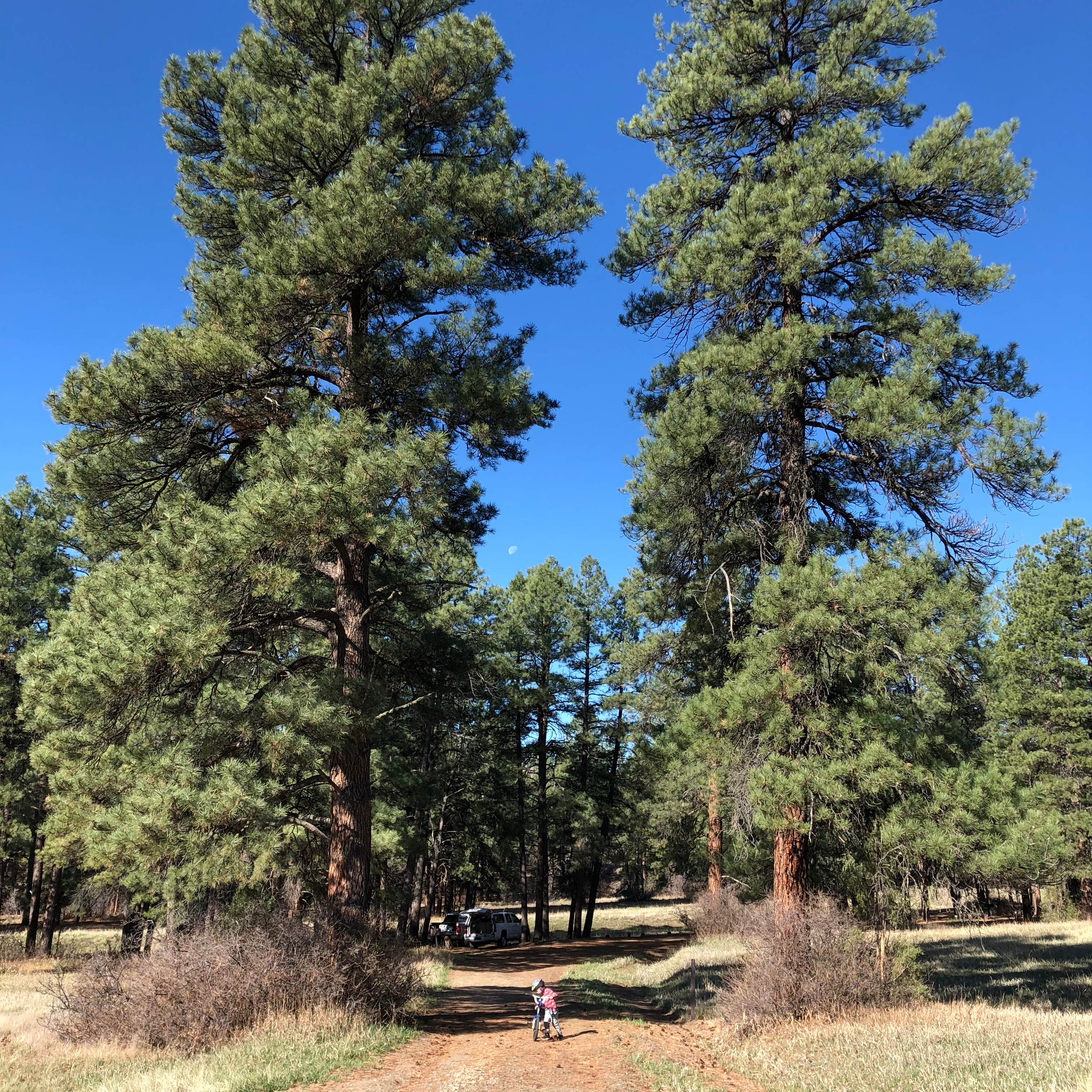 Escape to the Wild: A Guide to Colorado's Ute Campground