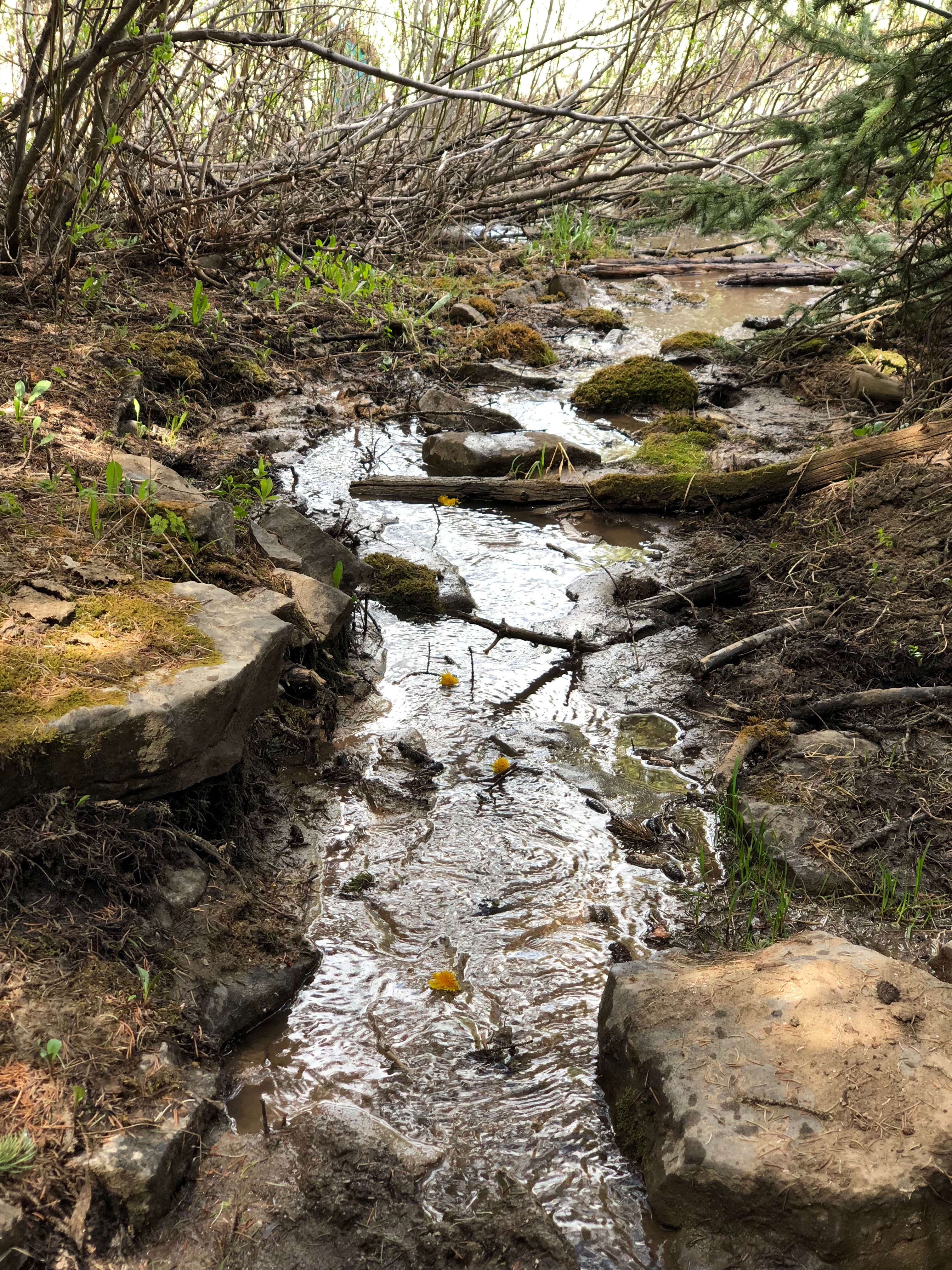 Camper-submitted photo at Hermosa Park Road Dispersed near Rico, CO