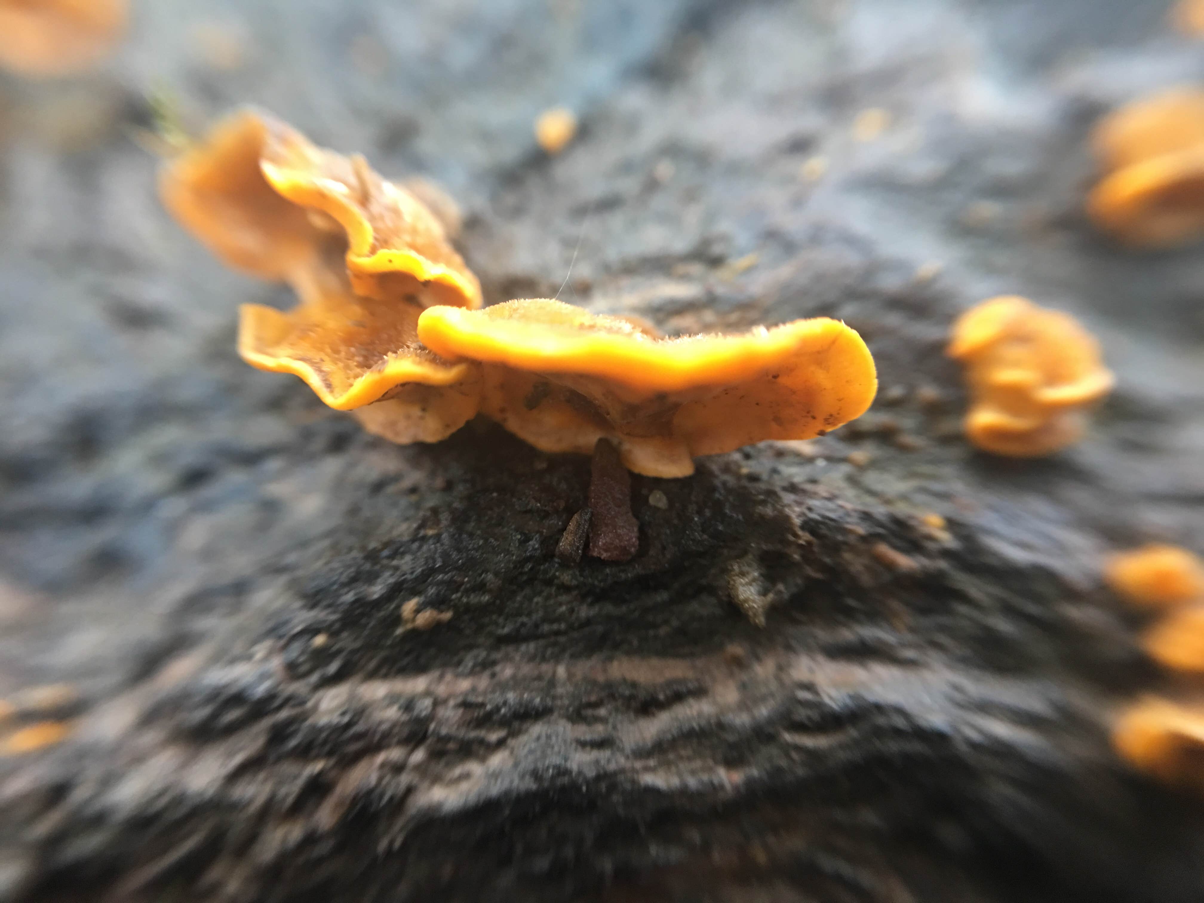 Camper-submitted photo at Shikellamy State Park Campground near Harrisburg, PA