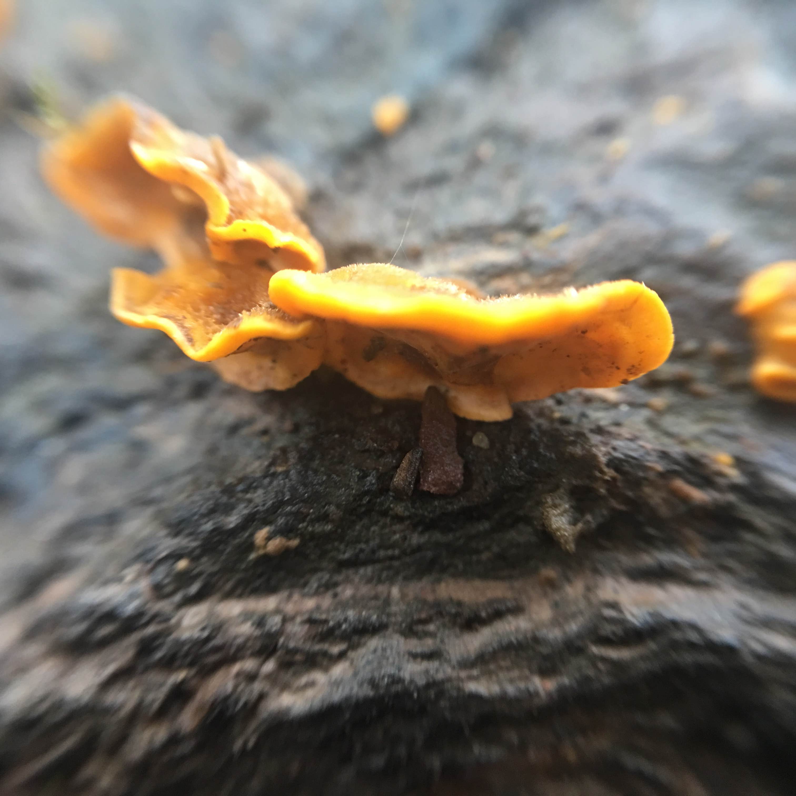 Nature
