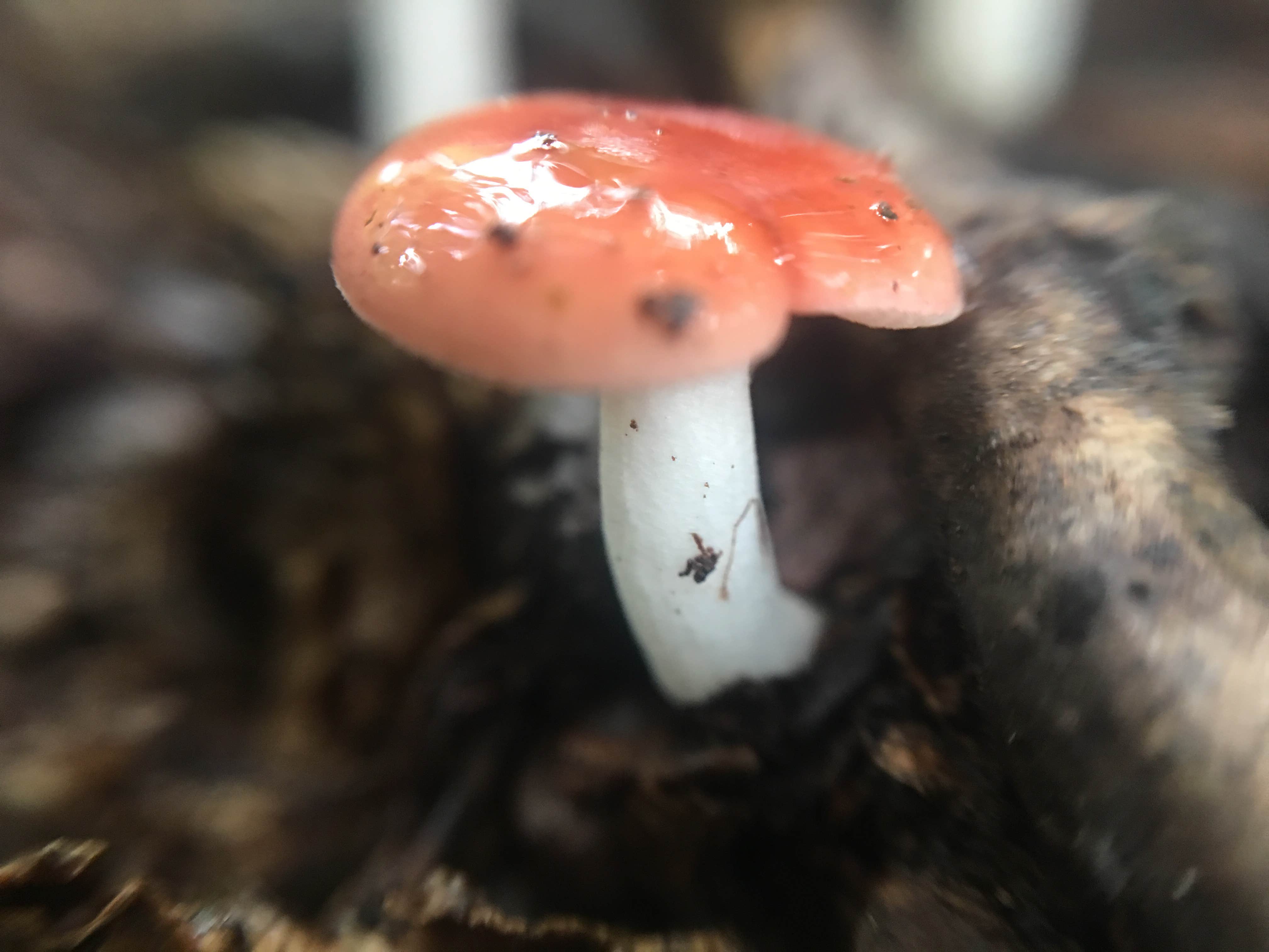 Camper-submitted photo at Shikellamy State Park Campground near Harrisburg, PA