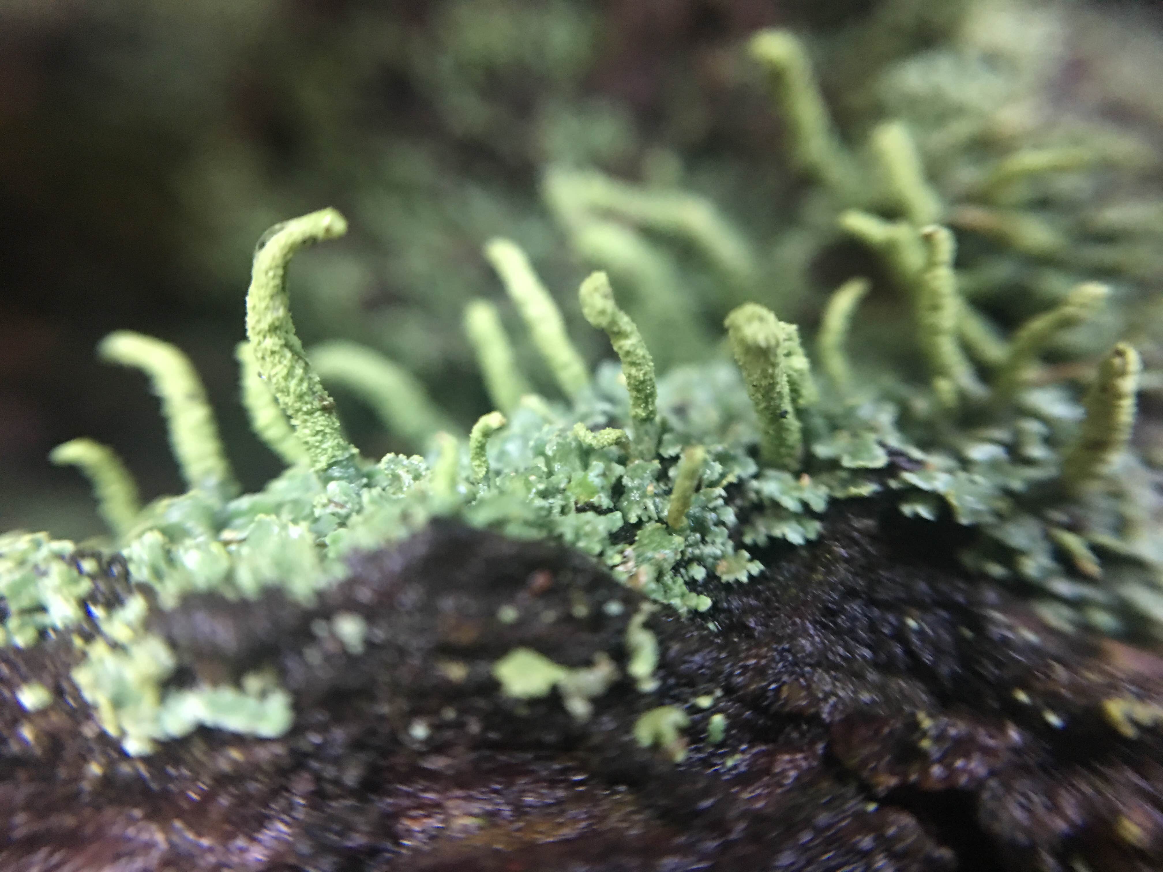 Camping near Splash Magic RV Resort: Shikellamy State Park Campground, Sunbury, Pennsylvania