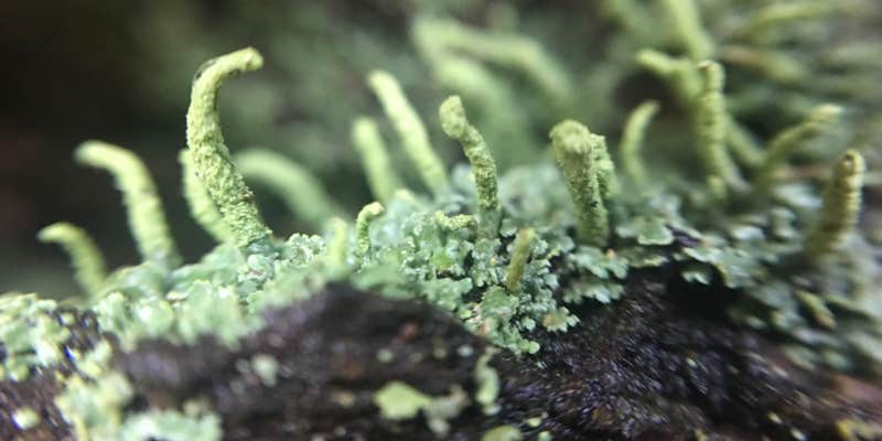 Camper submitted image from Shikellamy State Park Campground