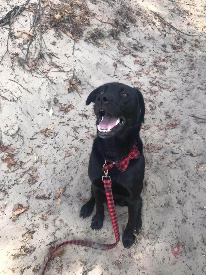 Jen W.'s photo of camping with pets at Hoffmaster State Park Campground near Holland, MI