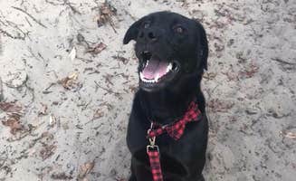 Jen W.'s photo of camping with pets at Hoffmaster State Park Campground near Grand Rapids, MI