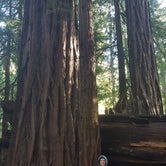 Review photo of Lower Blooms Creek — Big Basin Redwoods State Park — CAMPGROUND CLOSED by Brittany S., August 14, 2018