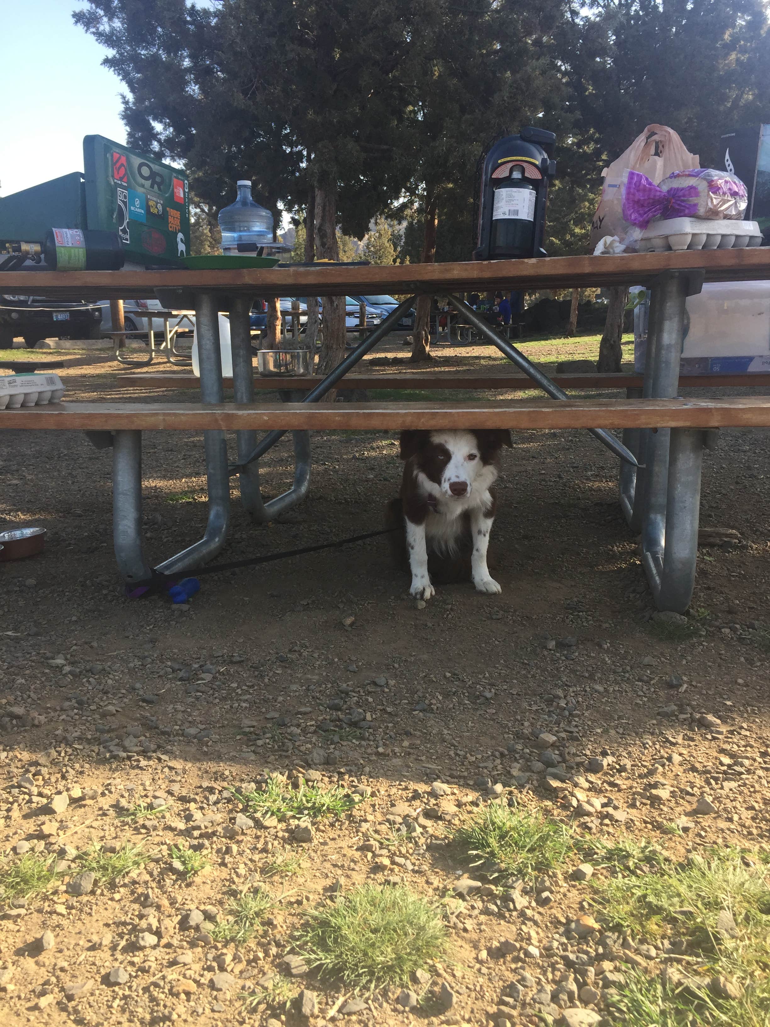 Megan W.'s photo of camping with pets at Smith Rock State Park Campground near Sisters, OR