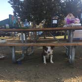 Review photo of Smith Rock State Park Campground by Megan W., August 14, 2018