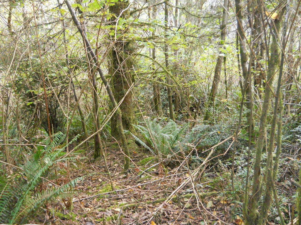 Camper-submitted photo at Whitefish-Kalispell North KOA near Frenchtown, MT