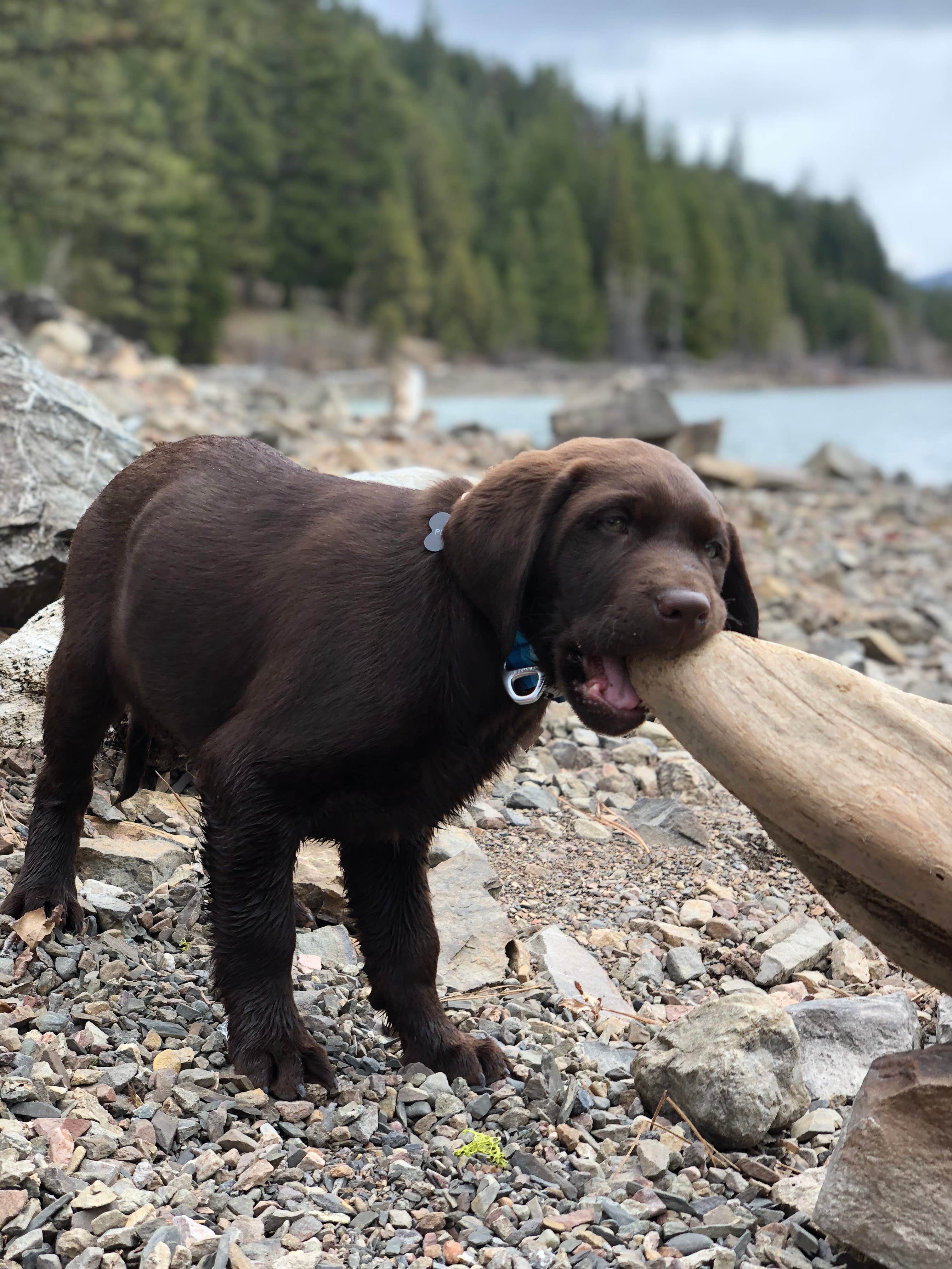 Camper submitted image from White Pass Lake (leech Lake) Campground - 4