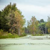 Review photo of Potato Creek State Park Campground by Meg  S., June 16, 2015