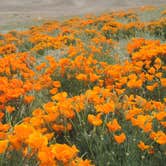 Review photo of Saddleback Butte State Park Campground by Michael K., August 15, 2018