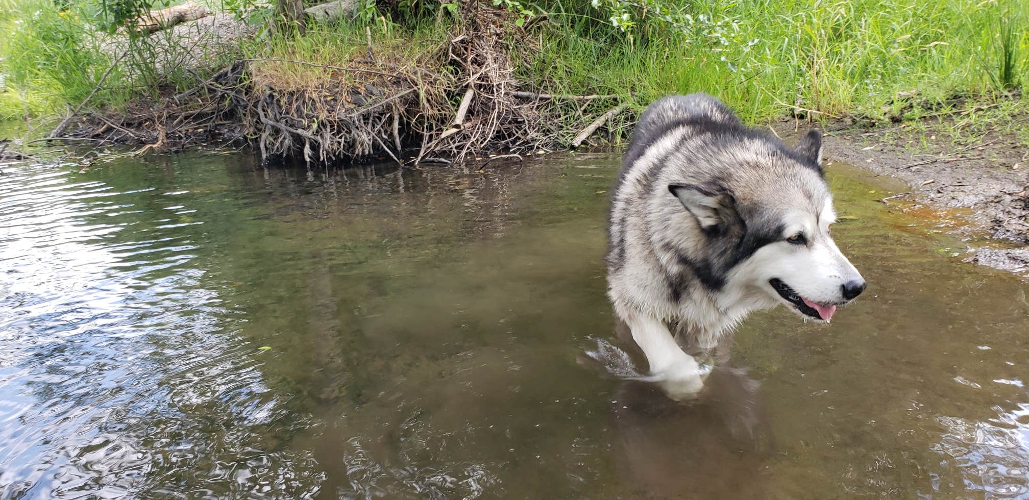 Kayleigh W.'s photo of camping with pets at Jackson County Howard Prairie Lake Resort near Phoenix, OR