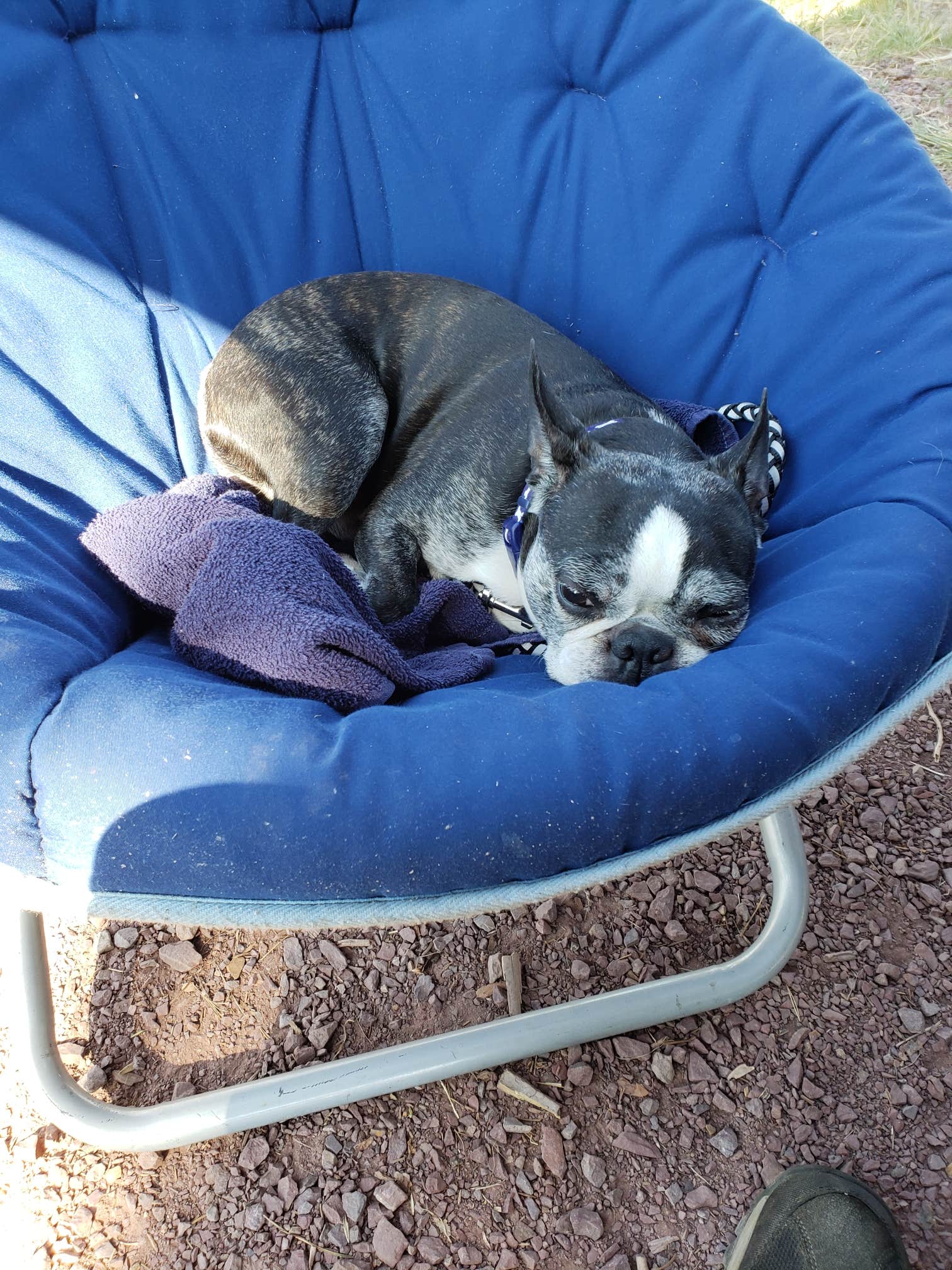 John Rock A.'s photo of camping with pets at Piney Campground And Boat Launch near Divide, MT