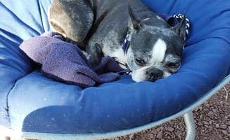 John Rock A.'s photo of camping with pets at Piney Campground And Boat Launch near Divide, MT