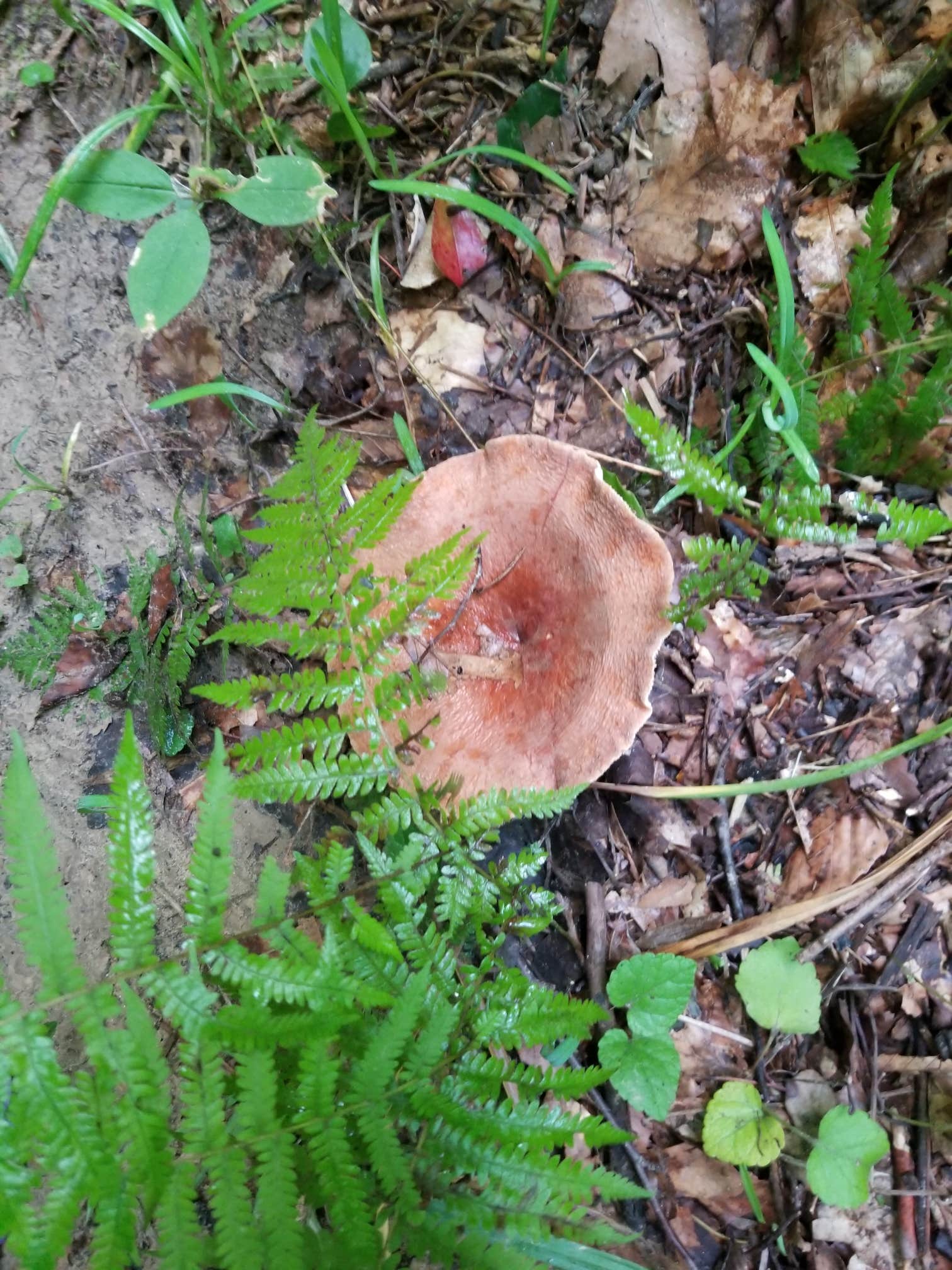 Camper-submitted photo at Kanawha State Forest in West Virginia