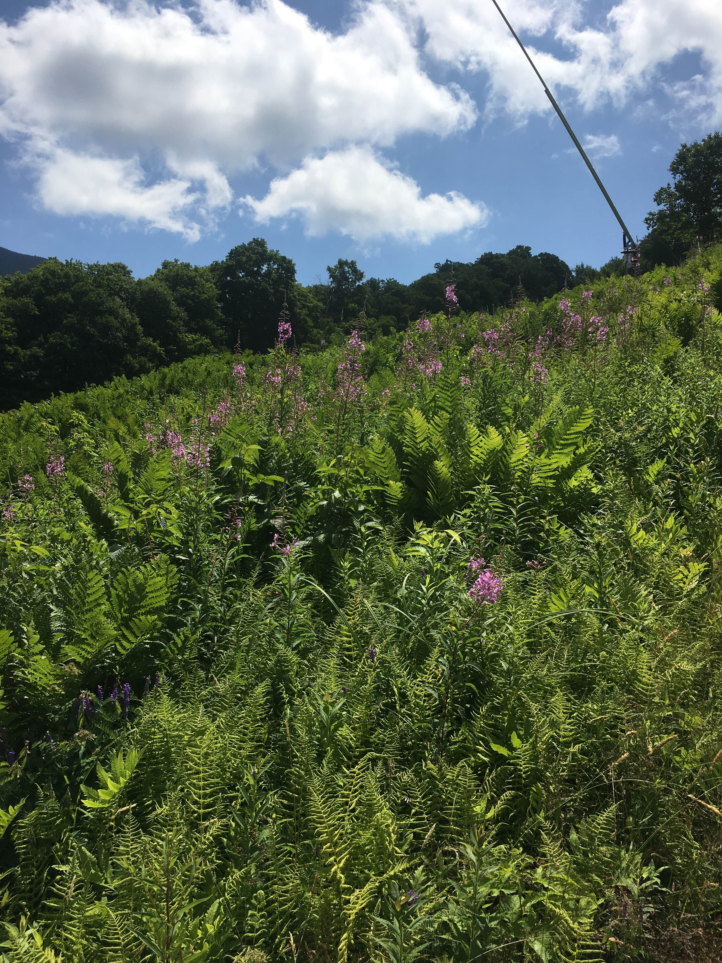 Camper-submitted photo at Smugglers Notch State Park Campground near Barre, VT