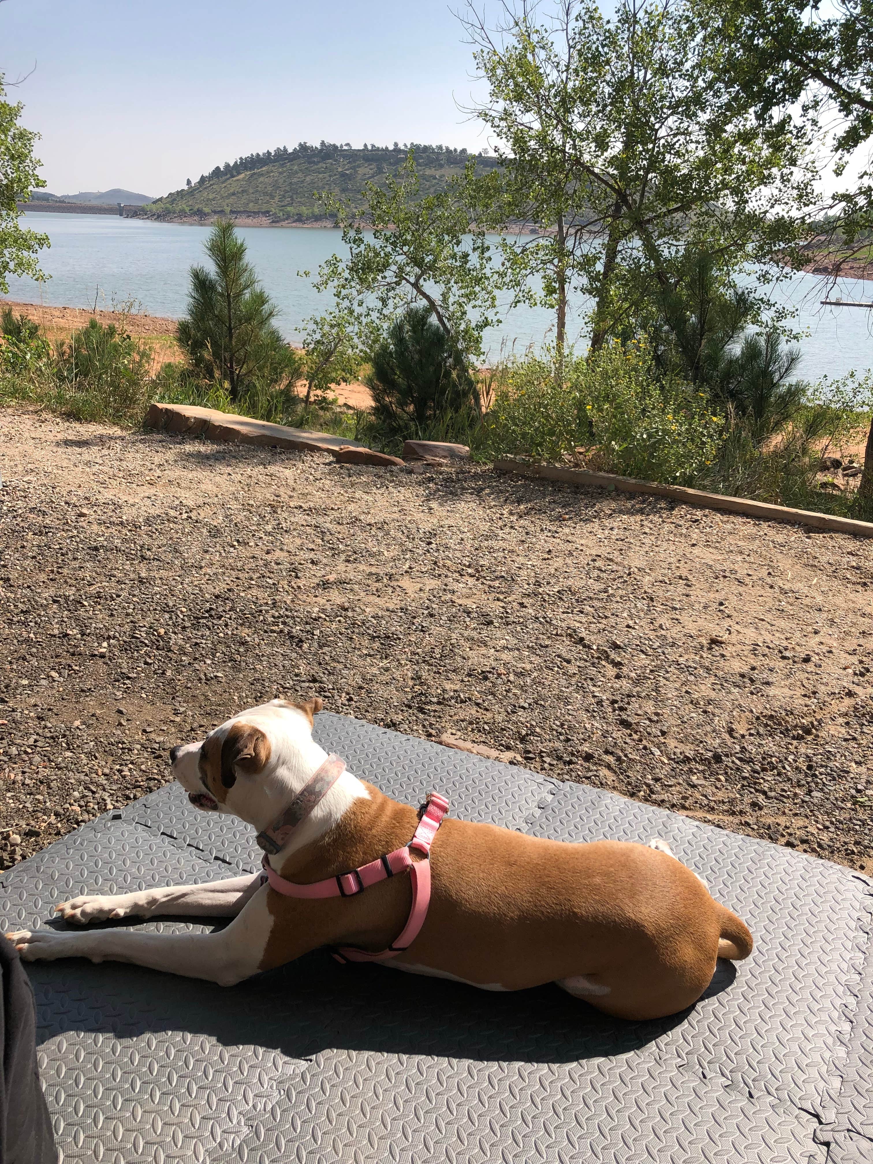 Teah S.'s photo of camping with pets at South Shore Campground at Carter Lake near Longmont, CO