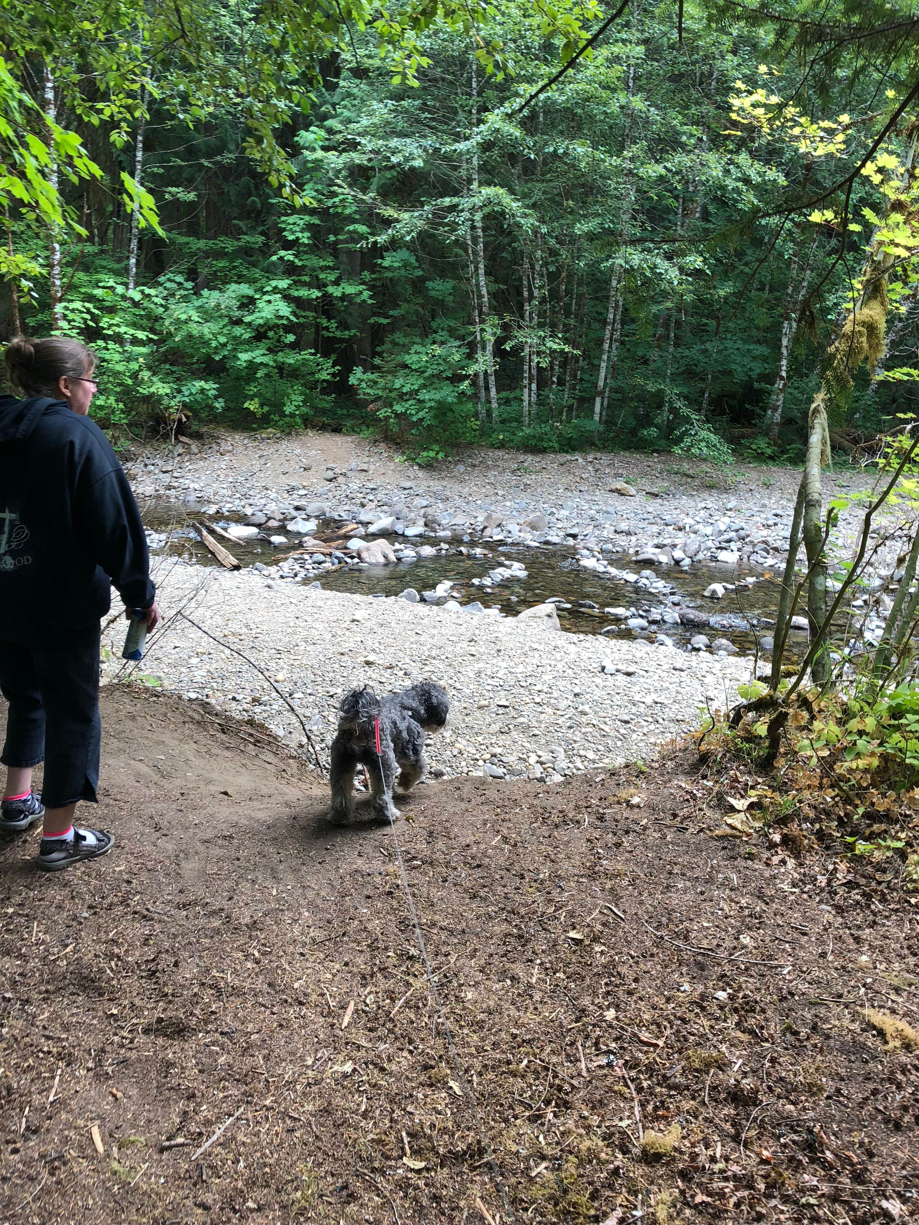 Tamela M.'s photo of camping with pets at Paradise Creek Campground near Gifford Pinchot National Forest