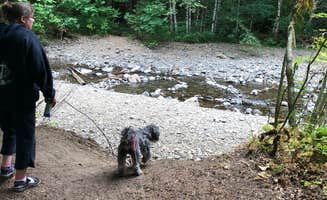 Tamela M.'s photo of camping with pets at Paradise Creek Campground near Gifford Pinchot National Forest