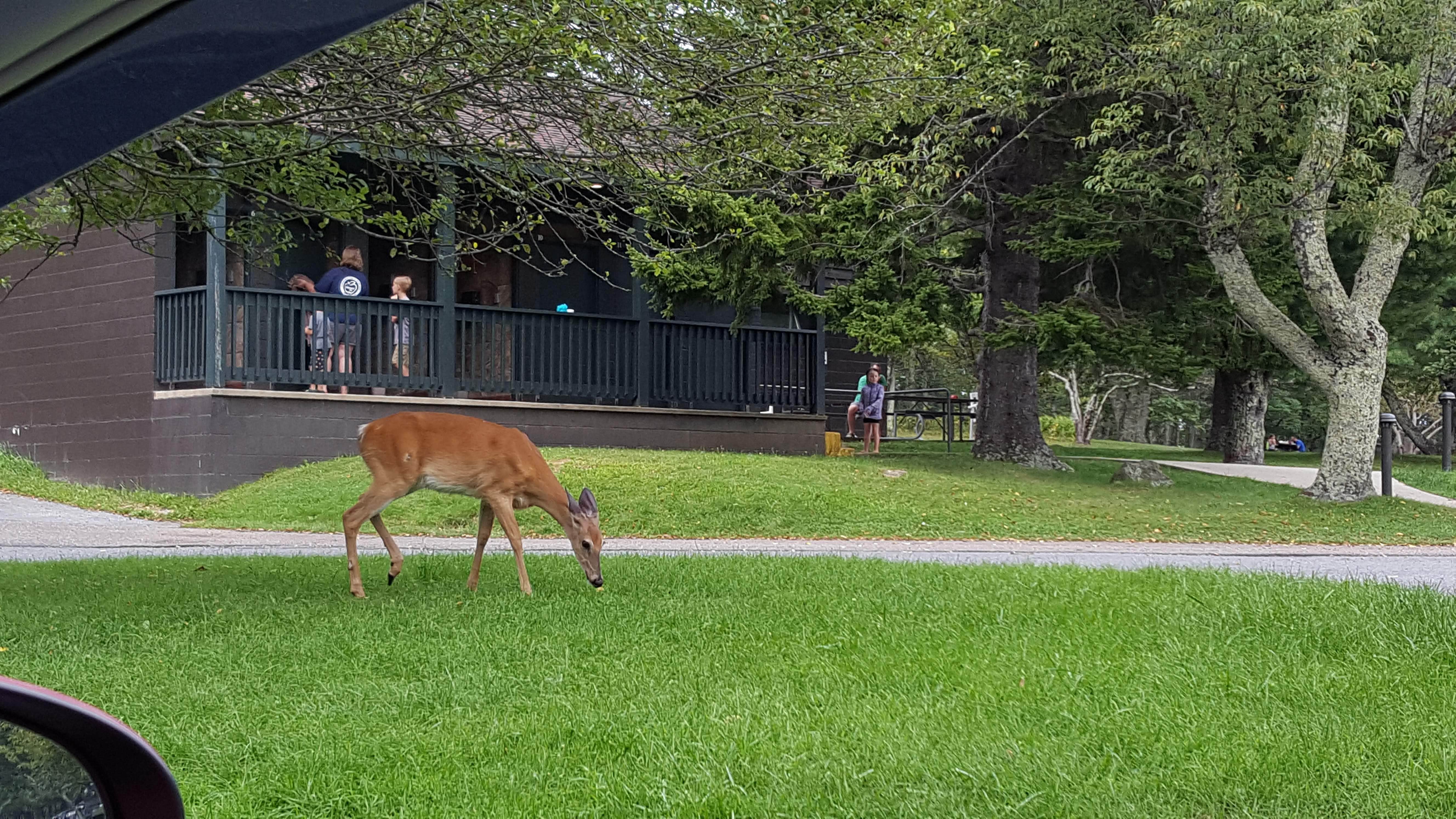 Caren L.'s photo of camping with a horse at Big Meadows Campground — Shenandoah National Park near Rileyville, VA