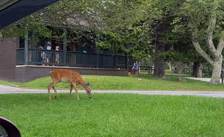 Caren L.'s photo of camping with a horse at Big Meadows Campground — Shenandoah National Park near New Market, VA