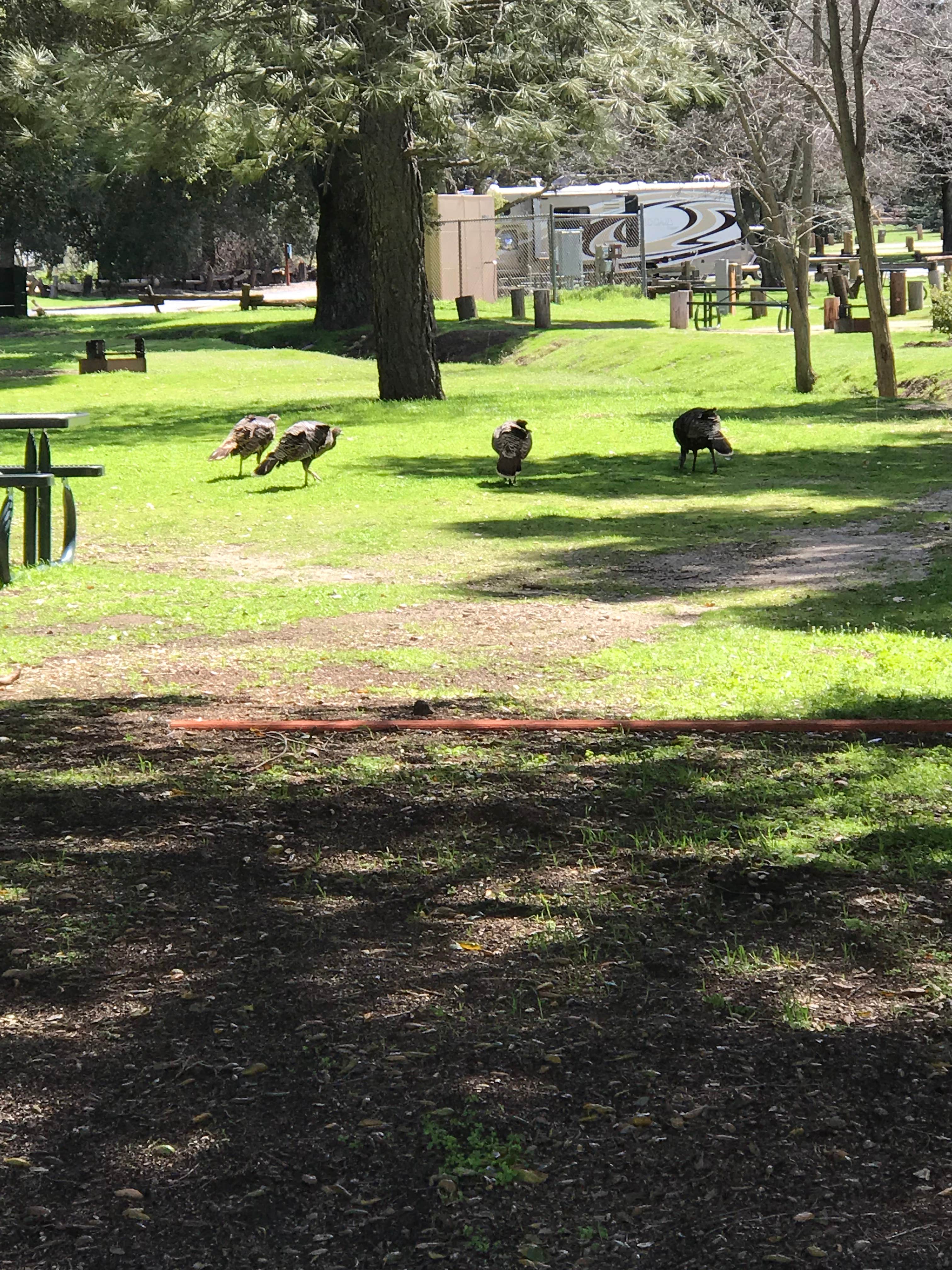 Lake Morena County Park Camping Campo, CA