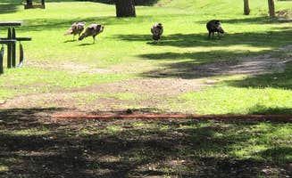 Libby P.'s photo of rv camping at Lake Morena County Park near Campo, CA
