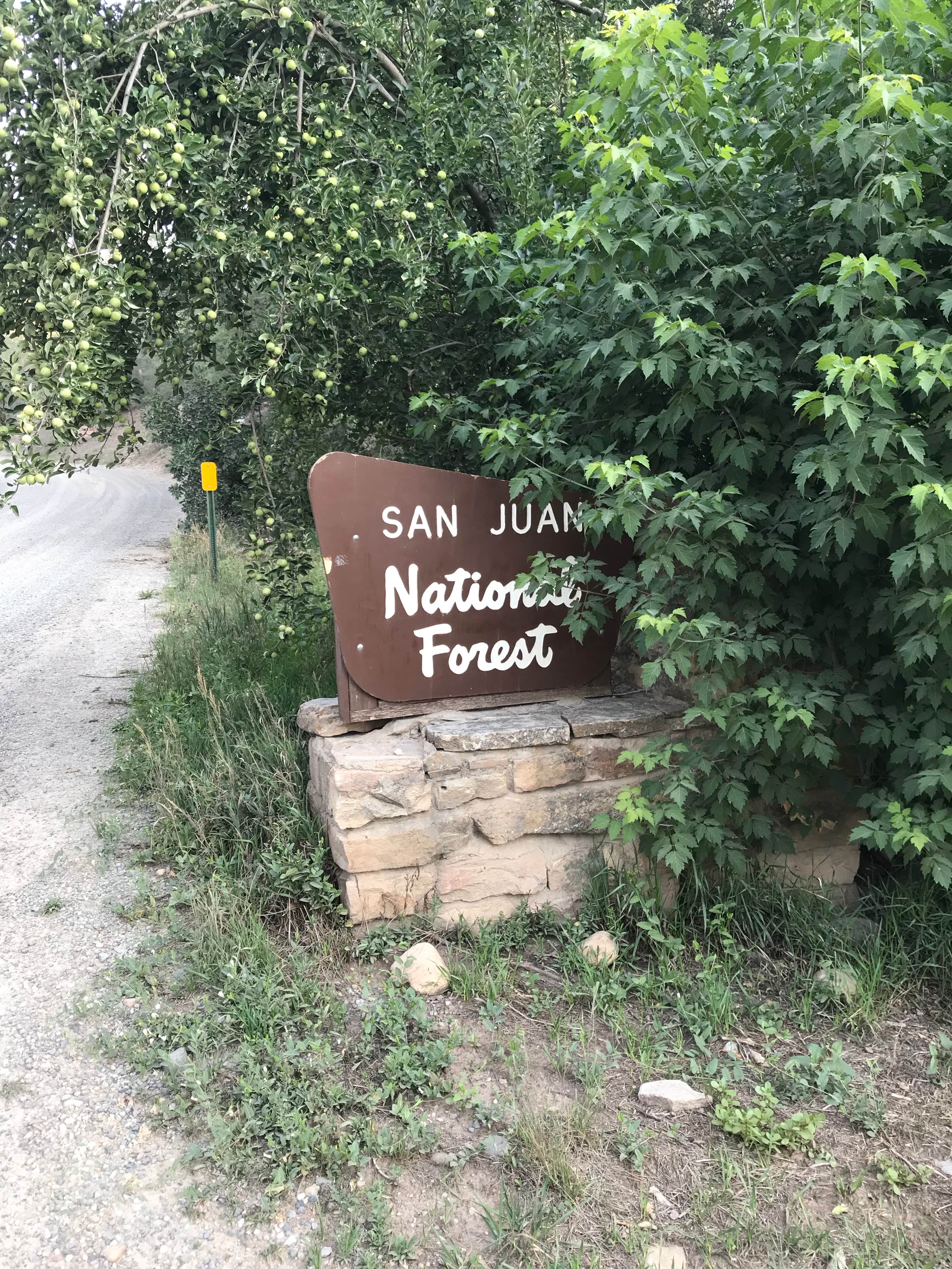 Camper submitted image from Junction Creek Campground - 2