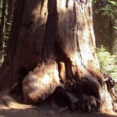 Review photo of Lodgepole Campground — Sequoia National Park by Erin G., August 15, 2018