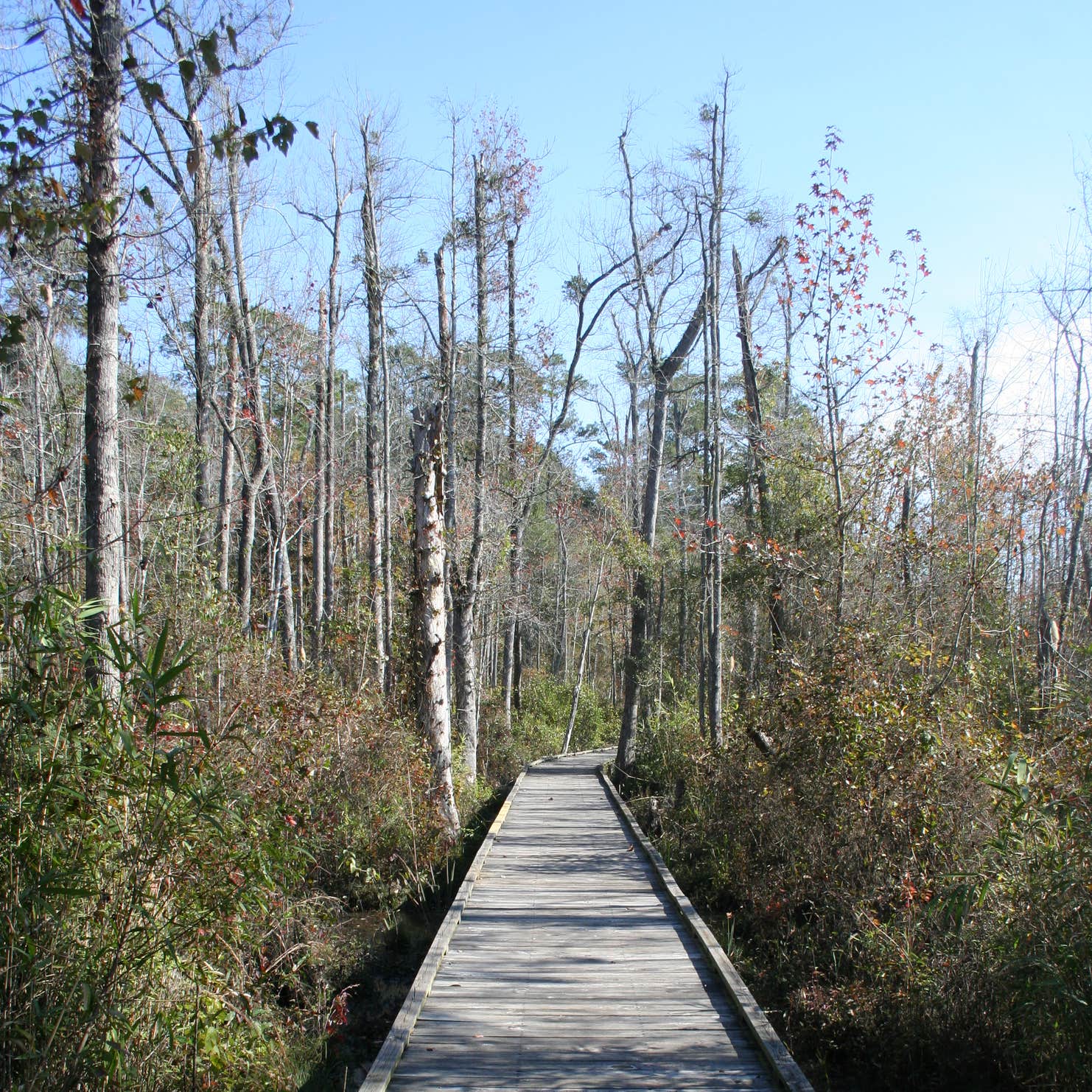 Lee State Park Camping | The Dyrt