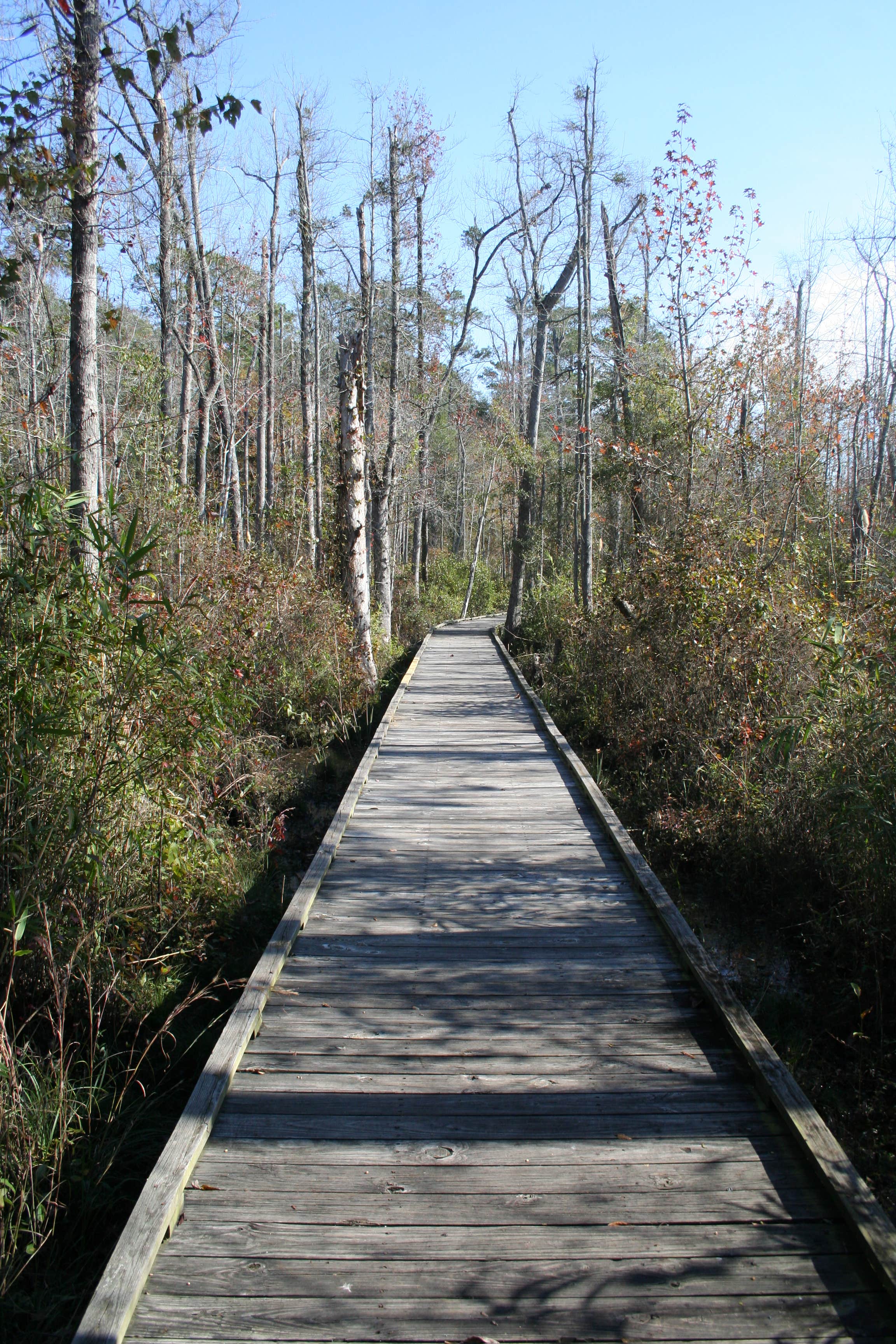 Camper submitted image from Lee State Park Campground - 4