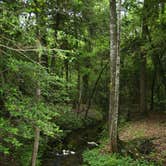 Review photo of Poinsett State Park Campground by Swain K., August 16, 2018