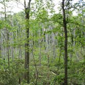 Review photo of Poinsett State Park Campground by Swain K., August 16, 2018