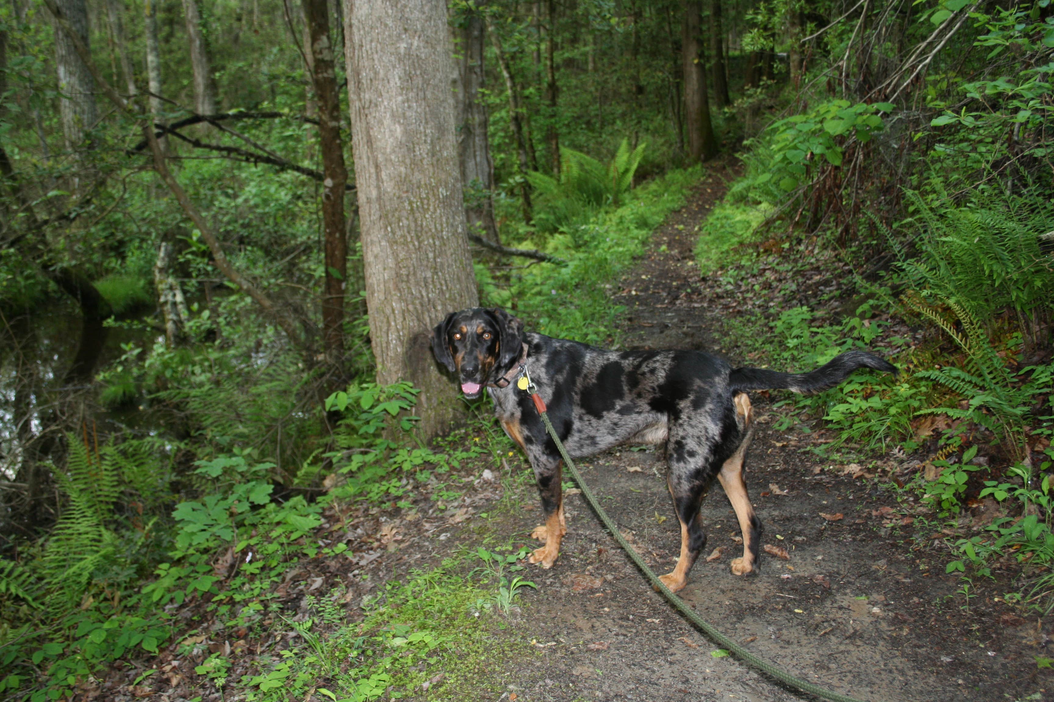Swain K.'s photo of camping with pets at Poinsett State Park Campground near West Columbia, SC