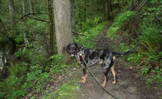 Swain K.'s photo of camping with pets at Poinsett State Park Campground in South Carolina