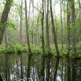 Review photo of Poinsett State Park Campground by Swain K., August 16, 2018