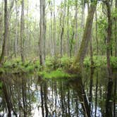 Review photo of Poinsett State Park Campground by Swain K., August 16, 2018