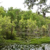 Review photo of Poinsett State Park Campground by Swain K., August 16, 2018