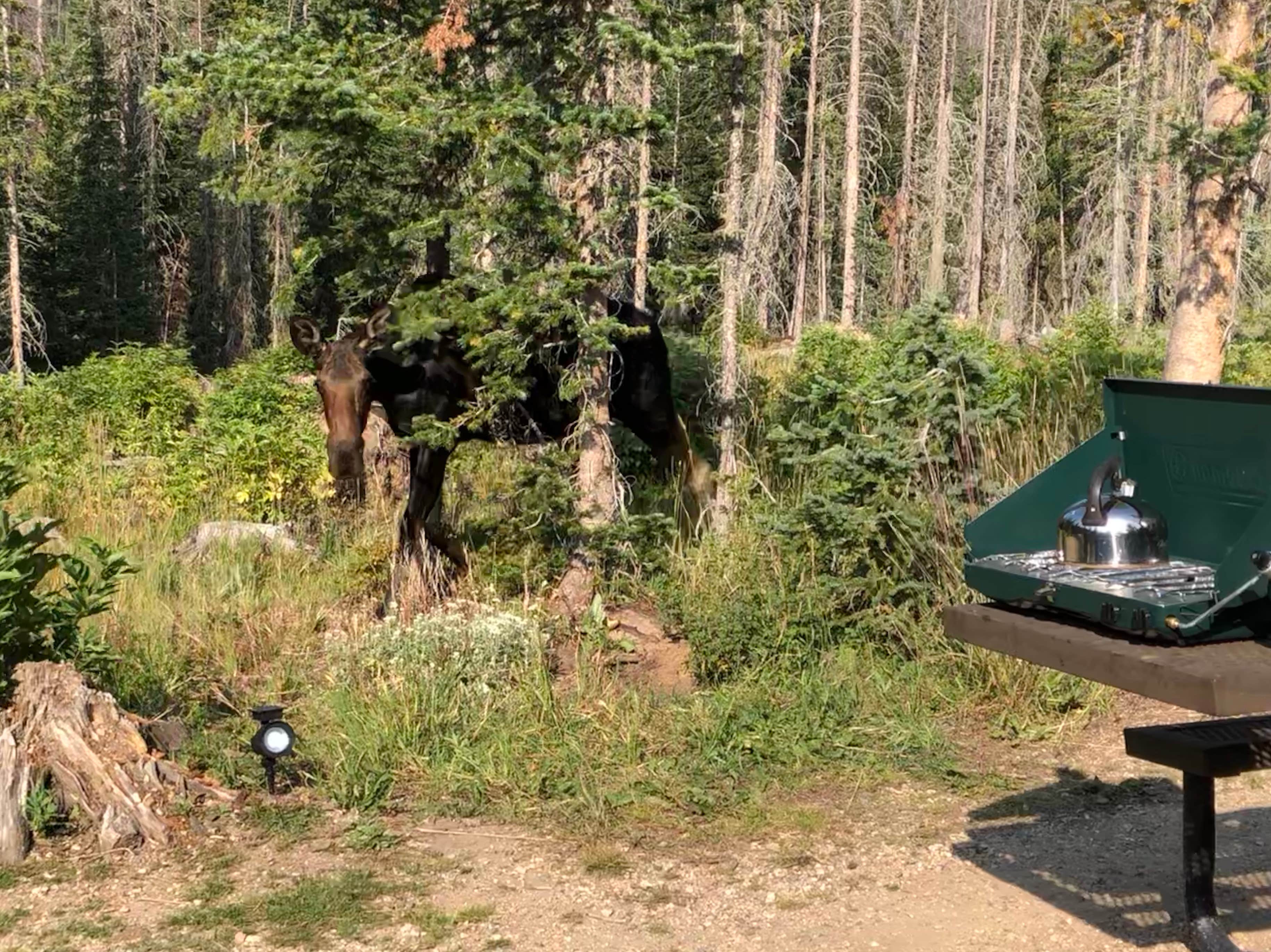 Camper-submitted photo at The Crags Campground — State Forest State Park near Gould, CO