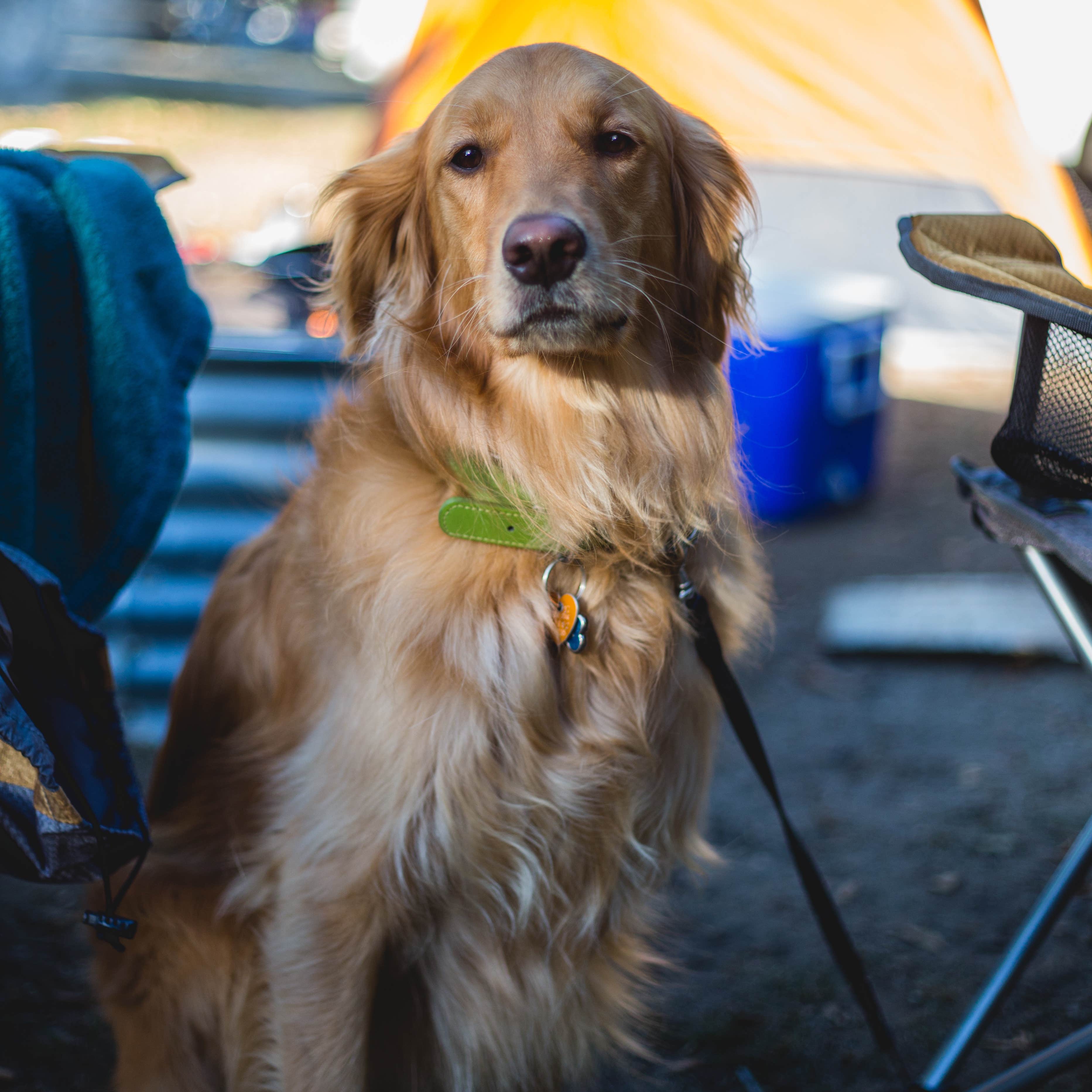 Cam N.'s photo of camping with pets at Van Buren State Park Campground near Holland, MI
