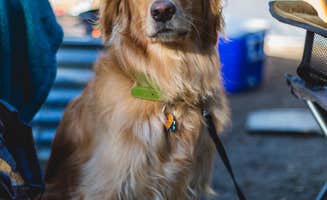 Cam N.'s photo of camping with pets at Van Buren State Park Campground near Stevensville, MI