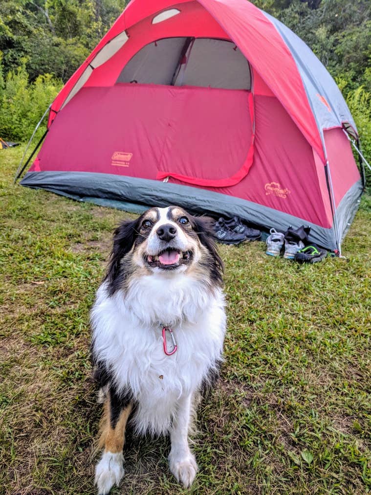 Lauren S.'s photo of camping with pets at Wild River State Park Campground near Marine on St. Croix, MN