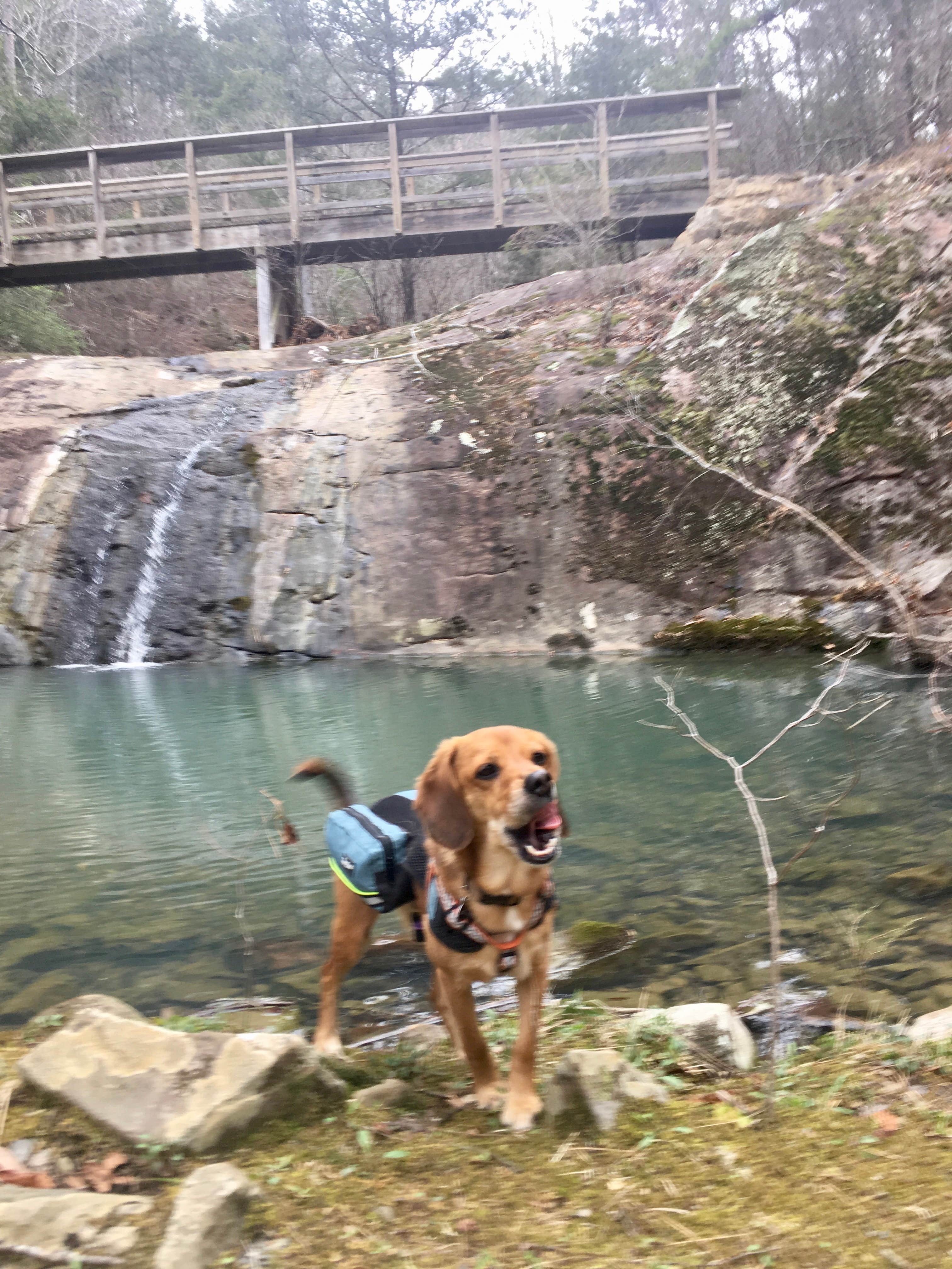 2SHOE S.'s photo of camping with pets at Sandbar Area Campsites — Cossatot River State Park - Natural Area near Nashville, AR