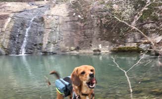 2SHOE S.'s photo of camping with pets at Sandbar Area Campsites — Cossatot River State Park - Natural Area near Gillham, AR