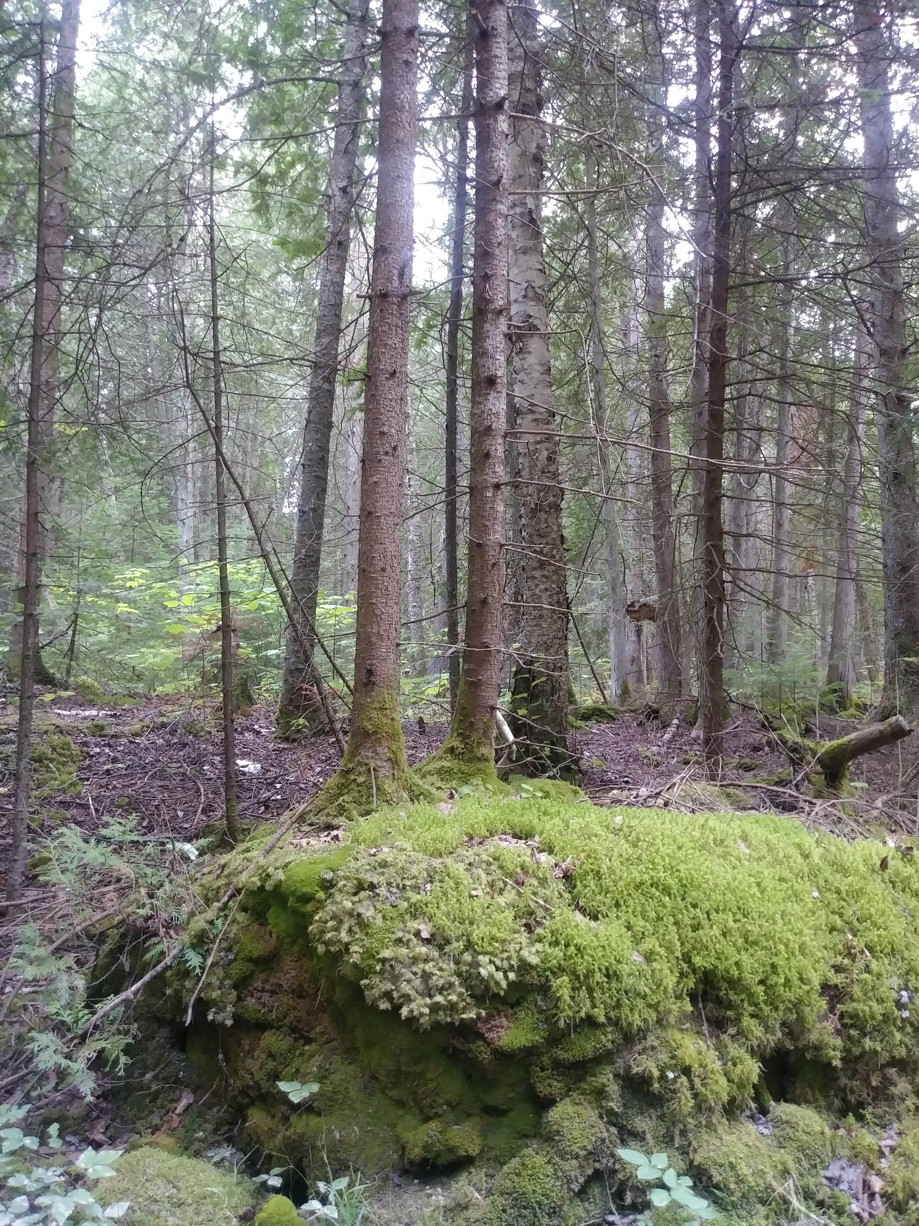 Camper submitted image from DeTour - Lake Superior State Forest - 2