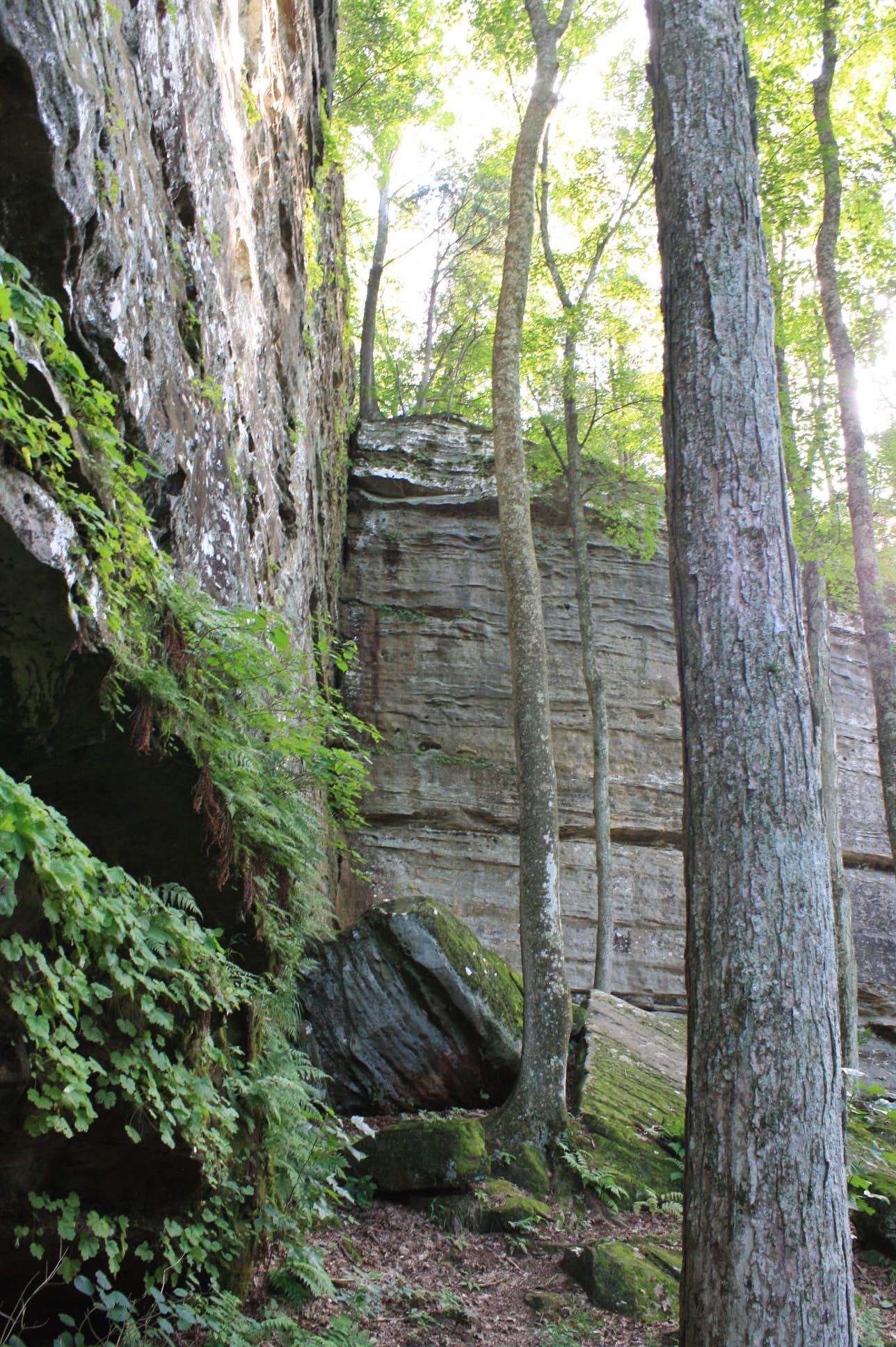 Camper-submitted photo at Deer Ridge Campground — Ferne Clyffe State Park near Jonesboro, IL